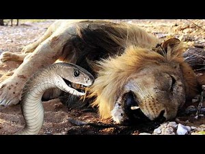 Deadliest Snake Attacks Ever Caught on Camera!
