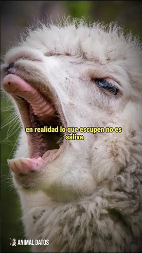 Why do llamas spit? 🦙 #animalfacts #llamas