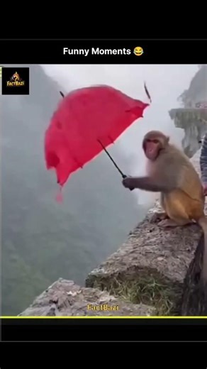 Funny Meme Facts That Will Make You Laugh 😂 | Viral Meme Facts #shorts