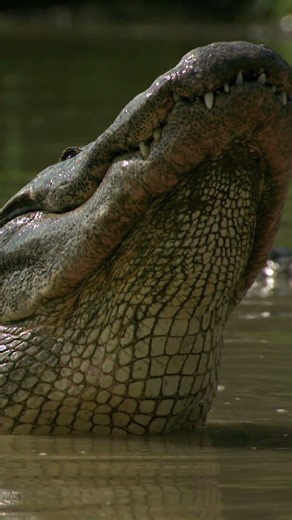 Gator Love: Nature’s Jacuzzi Date