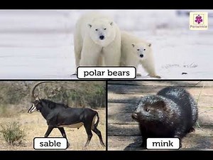 Ears and Body Hair of Animals | Environmental Studies Grade 4 | Periwinkle