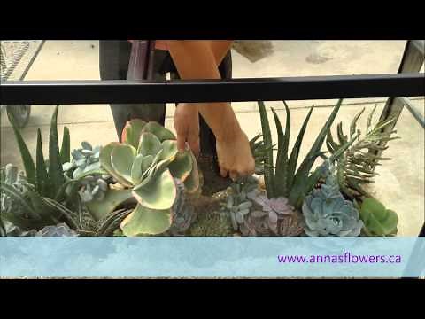 DIY Succulent Aquarium