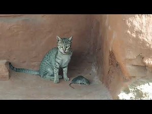 Cat killed rat