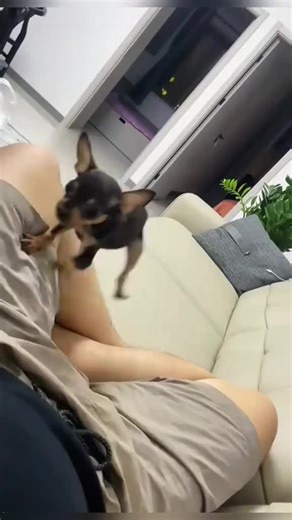 Angry dogs acting like they're lions🤣#dogtok #dogsvideo #dogmoments #viraldogs #smartdogs