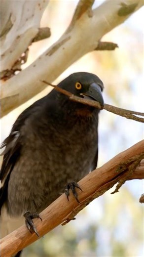 Bark Peeling 101: Incredible Currawongs