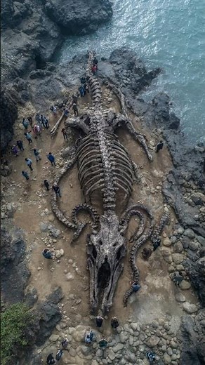 Kraken Skeleton Found Washed Up on Remote Island
