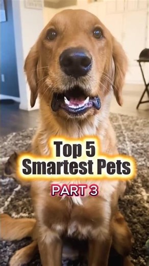 Top 5 SMARTEST Pets Part 3 - Dogs That Know English