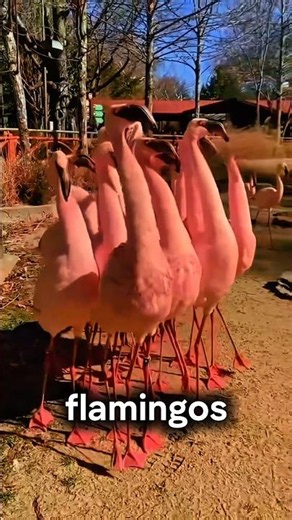 Why Are Flamingos Pink? The Surprising Truth Behind Their Color! 🦩