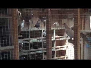 Brooklyn Pigeon Loft, flying the pigeons