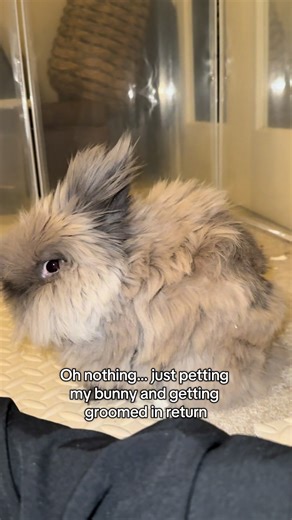 The Cutest Bunny: Grooming and Hair Care Tips