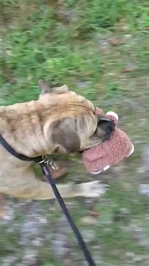 16K views · 1.1K reactions | Come walk with me and my stuffie friend!...