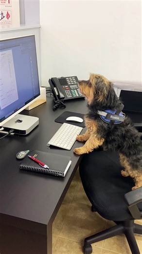 Log Books Unlimited on Instagram: "Be patient with our new designer, he’s still in training🐶 #logbooks #logbooksunlimited #customlogbooks #officedog #doglife #workhumor #dogatwork"