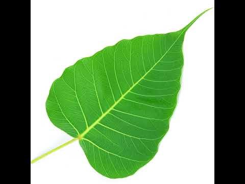 Guided Meditation: Letting Go is Peaceful; Step-by-Step Into Dharma 4/5: Gradual Turning & Loosening