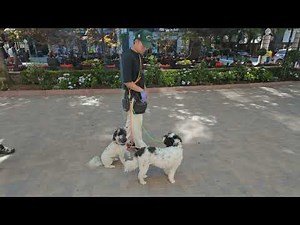 Walking TWO dogs was a NIGHTMARE! UNTIL I DID THIS