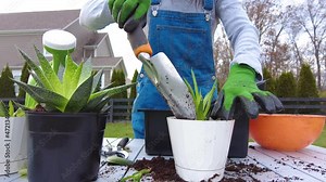 A woman gardener wearing overalls is planting new haworthia fasciata plants using potting soil, hand shovel and gloves. Hobby, green finger, gardening concepts.