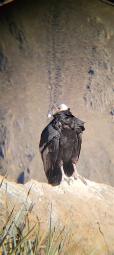 2.2K views · 89 reactions | Perou - Jour 19 Chivay (3650m) - Canyon...