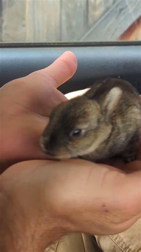 Rampant rabbit #animals #funny #comedy #bunny