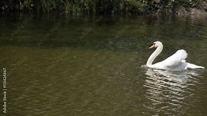 Swan on the lake. white Swan floating on the water.