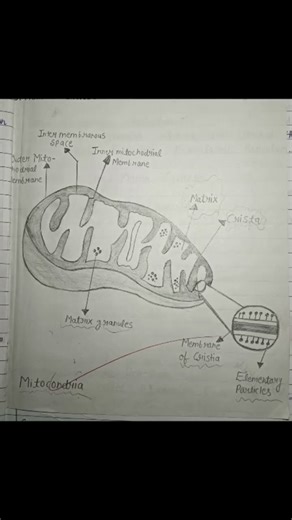 Definition & Structure of Cell in detail. #nursingtopchannel