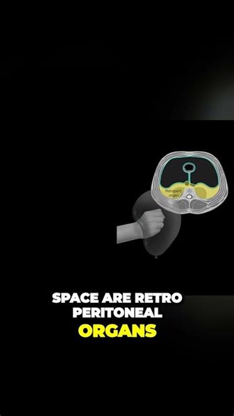 The Mystery Behind Retroperitoneal Organs Unveiled #shorts #anotomy #biology #brainanatomy
