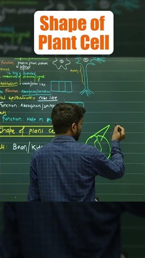 Plant Cell Shape Explained 🌱