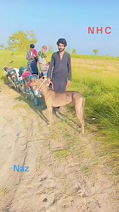 842 reactions | Best hunting dogs in Sakrand, bully Dog, Shikari kute #boarhuntinglreels #viralreels #fbreels #viralreelsfb #doorofday #foryouシ #soorKaShikar #viralpage #shikar #pighunting | Naz Hanting Club Khadhar | Facebook