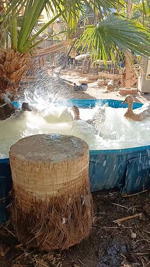 Ducks are so much fun to watch. 😊 | Three Hot Chicks