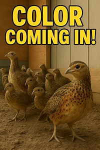 224K views · 1.2K reactions | These 9-week-old birds are starting to get their color — and they’re lookin’ handsomer by the day. ️ Feathers coming in strong, and attitudes to match. | Pete’s Pheasant Farm | Facebook