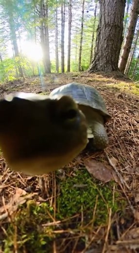 When a Turtle Spots Your Hidden Camera in the Jungle…