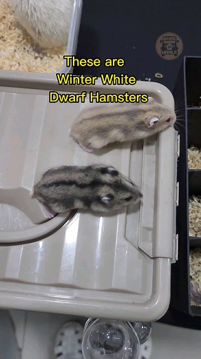 328 reactions · 29 shares | Winter White Dwarf Hamsters Phodopus Sungorus (genus) (species) Owner: KRDS Hamstery / Giorgina's Hamstery #hamsters #dwarfhamster #wheninmanila #wimpets #wheninmanilapets #pets #petlovers #cute #petsofinstagram #hamstersofinstagram | When In Manila Pets & Animals | Facebook
