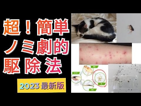 超！簡単！ノミの劇的な駆除方法！最新版！