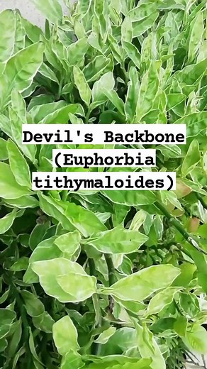 14 reactions · 4 comments | DEVIL'S BACKBONE PLANT  devil's...