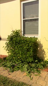 2.7M views · 10K reactions | Here is a compilation of most of the shrub trimming videos I have made so far. This is about 4x timelapse of the timelapses they were originally posted in, while still keeping the corect sound pitch. I hope you enjoy. More coming! #satisfying #asmr #AmaZing #lawncare #trimming #cool #epic | Something 2LookAt | Facebook