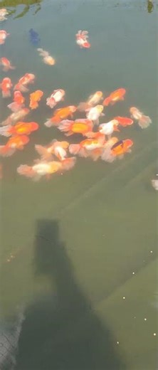 Another visit to the fish farm! Can't resist buying some to take home every time #goldfish #koi