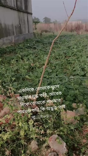 Ratika islam (@ratika780)’s videos with original sound - TK Black