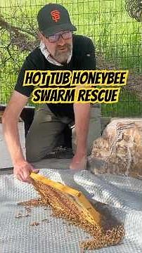 Honey Bee Hot Tub Swarm Rescue! #beekeeping