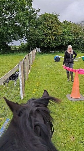When making a future bombproof pony we try to just act like everything is ordinary. Flappy plastic and dogs chasing us as things she may encounter so we build these in to her schooling #horsetraining #bombproofpony #welshpony | Pony Fun with Clover & Jasmine