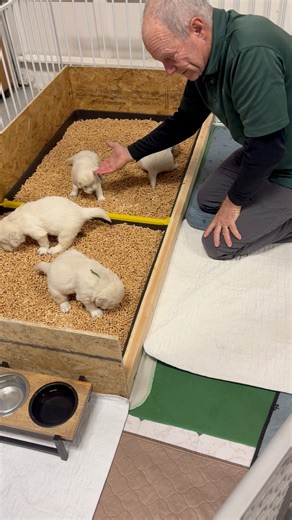 💪It takes teamwork! 💩💩💩Managing poop is a bigger part of the job than you might think! We figured out a long time ago to be able to spend better quality time with our puppies, we needed a good system for the inevitable. 🤷‍♀️‼️ #handlethepoo #dealwithit #worksmarternotharder #goldensarethebest #puppytraining #womansbestfriend #wagmorebarkless #mansbestfriend #goldenretriever #bestbreeders | LewisGoldens