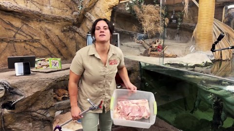 feeding the giant gators and dwarf caimans