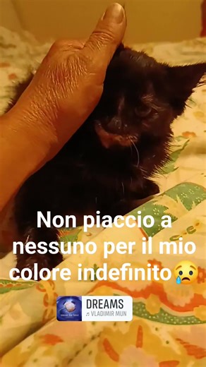 22K views · 1.8K reactions | Jo, 2 mesi, una gattina adorabile ma molto spaventata. Soliti abbandoni di chi prima non sterilizza e poi trova la soluzione più giusta. Adozione solo Lazio per info 339 83 62 187 gradita una breve presentazione grazie | Adotta un cucciolo Frosinone | Facebook