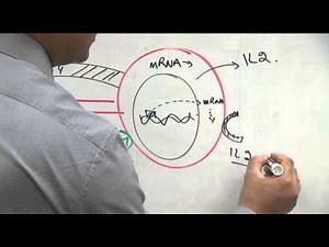 T cell functions. Immunology Lecture 10 part 2