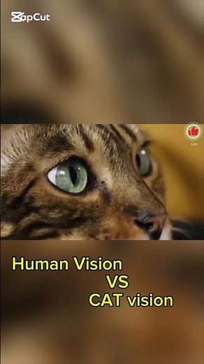 Cat Vision Vs Human Vision Difference 😱😱#difference #vision #humanvision #catvision #shorts#catwatch