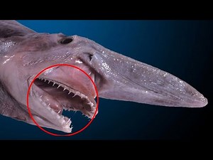 Goblin shark - terrifying ambush predator with unusual jaws