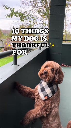 10 things my dog is thankful for 😆 #dogsoftiktok #dogmomlife