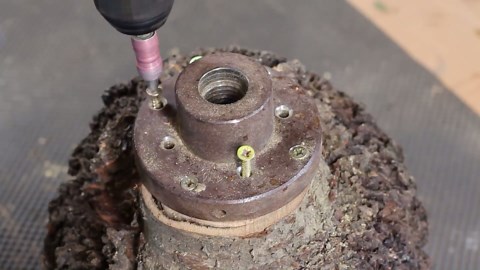 Unveiling the Beauty of Cherry Root Ball – Turning It Into a Gorgeous Vase!