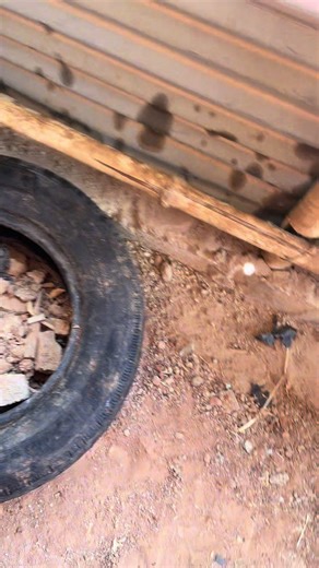 Backyard Poultry Farming Tips