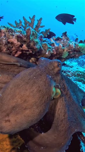 Discover the amazing Giant Pacific Octopus! Dive into today’s podcast episode of “Orbit: Science for kids”, where René Carbajal from @montereybayaquarium answers fun and curious questions submitted by kids ages 3–10! This special series celebrates National Hispanic Heritage Month in collaboration with @Cumbre_Kids and @PBSNature. 🎧 Listen now! Episodes are available on the PBS Nature website, YouTube channel, or on your favorite podcast platform (Spotify, Apple Podcasts, and more!). Just search