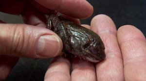 47K views · 139 reactions | Many animals hibernate to escape the ravages of winter but few have the unique survival abilities of the Alaskan Wood Frog. They literally freeze in the winter and de-thaw back to life in the spring. Check out their incredible adaptability on Strangest Weather On Earth, Tuesday at 10:00pET as part of Science Week on The Weather Channel. | The Weather Channel Originals | Facebook