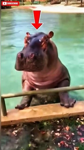 Animals that explode after death 💣😱 #animals #curiosities #top #shorts #funfacts #viral