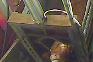VIDEO: Undercover secret video inside Sheffield slaughterhouse shows "nightmarish" animal "cruelty" - WARNING: GRAPHIC CONTENT